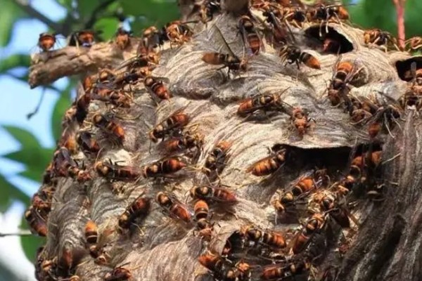 一窝马蜂能培育几只蜂王,大多是一窝一王的情况