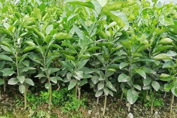 葡萄柚可以放几天,一般可以放42天左右