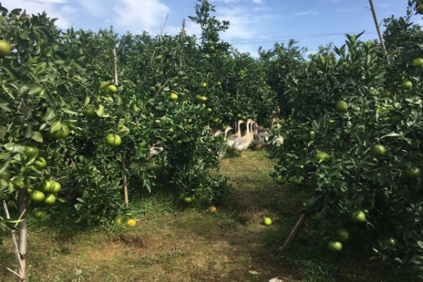 葡萄柚可以放几天,一般可以放42天左右