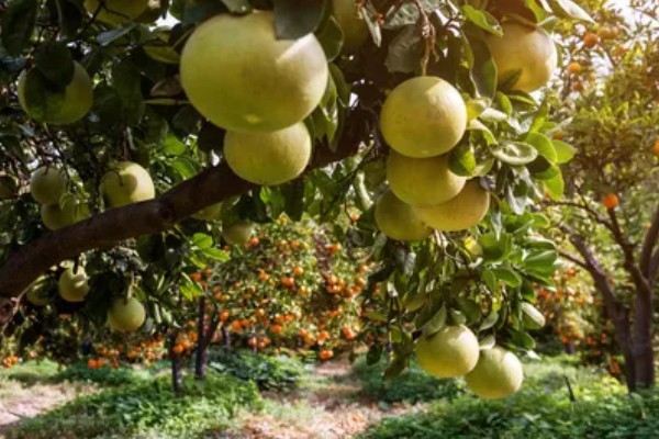 葡萄柚可以放几天,一般可以放42天左右