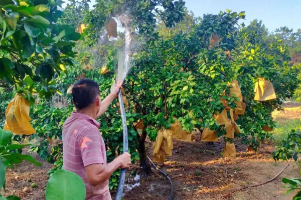 葡萄柚可以放几天,一般可以放42天左右