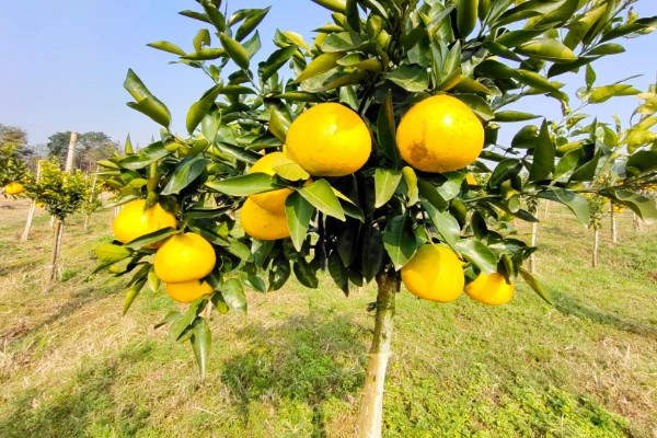 葡萄柚可以放几天,一般可以放42天左右