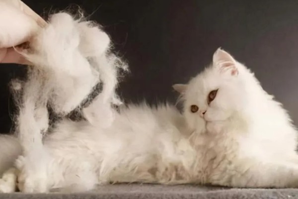 猫为什么张着嘴呼吸,急促呼吸可加快散热速度