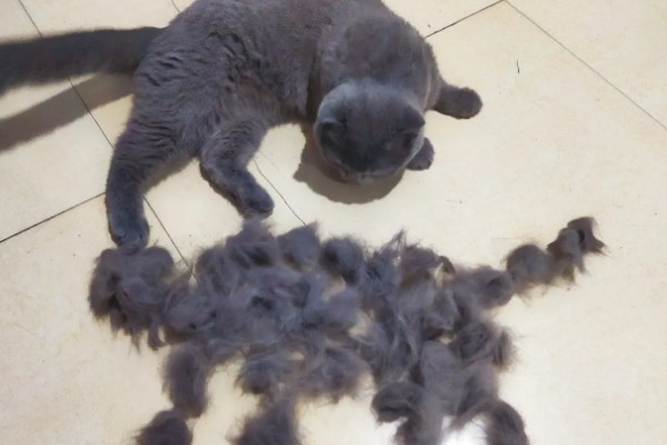 猫为什么张着嘴呼吸,急促呼吸可加快散热速度