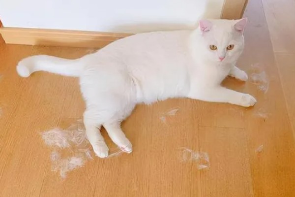 猫为什么张着嘴呼吸,急促呼吸可加快散热速度