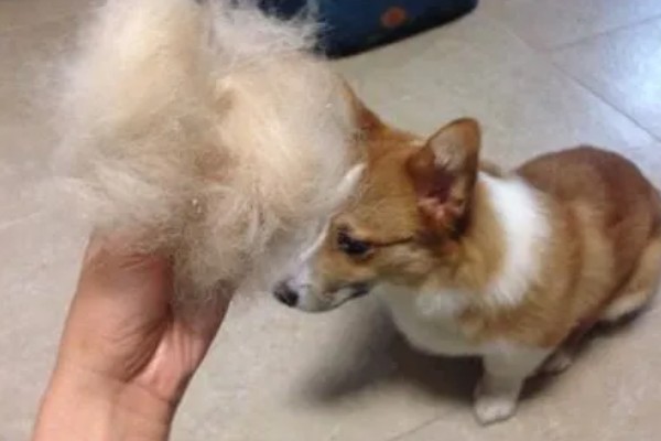 猫为什么张着嘴呼吸,急促呼吸可加快散热速度