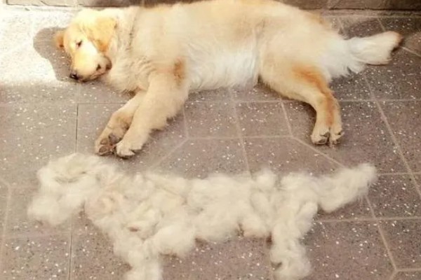 猫为什么张着嘴呼吸,急促呼吸可加快散热速度