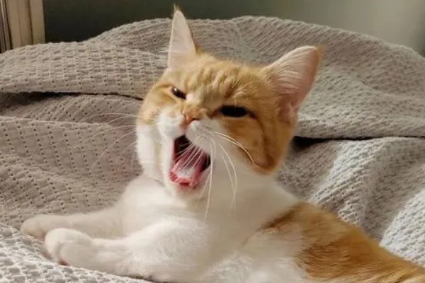 猫为什么张着嘴呼吸,急促呼吸可加快散热速度