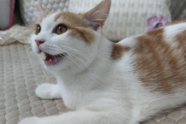 猫为什么张着嘴呼吸,急促呼吸可加快散热速度