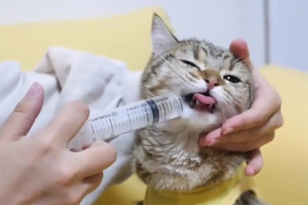 猫为什么张着嘴呼吸,急促呼吸可加快散热速度