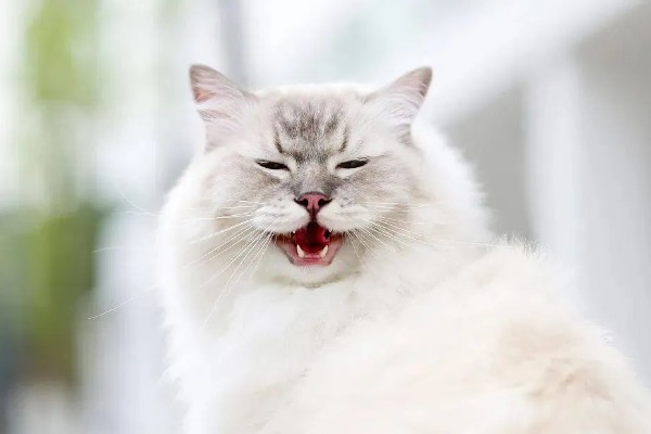 猫为什么张着嘴呼吸,急促呼吸可加快散热速度