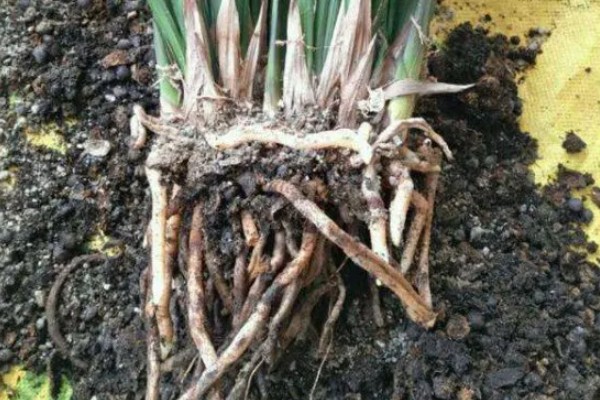 墨兰的种植方法，栽种后要浇透水