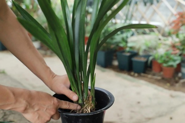 墨兰的种植方法，栽种后要浇透水