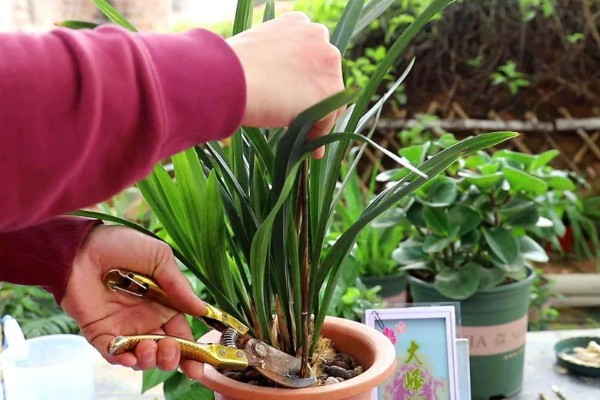 墨兰的种植方法，栽种后要浇透水