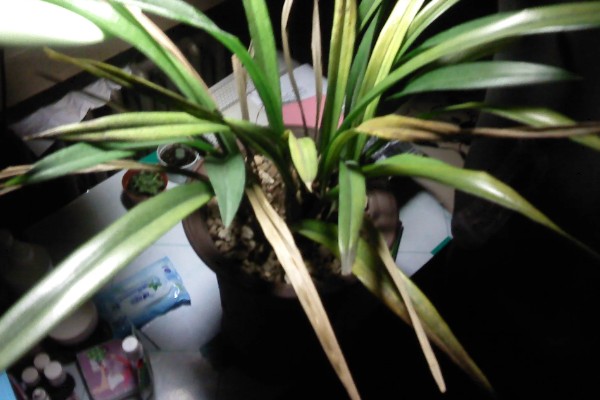 墨兰的种植方法，栽种后要浇透水