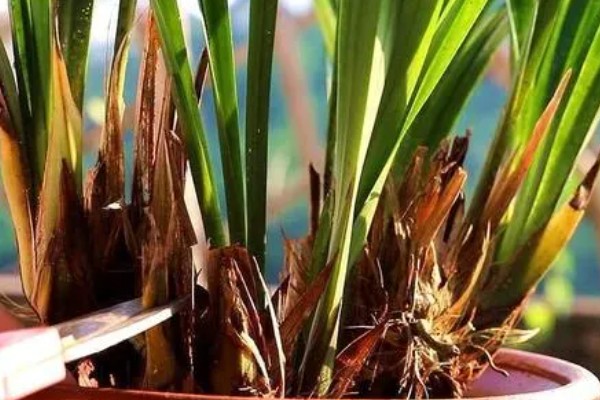 墨兰的种植方法，栽种后要浇透水