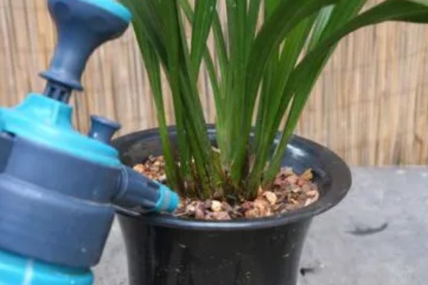 墨兰的种植方法，栽种后要浇透水