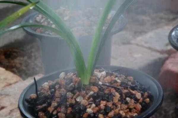 墨兰的种植方法，栽种后要浇透水