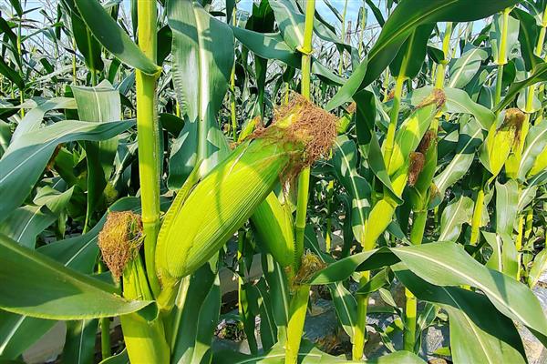 中航611玉米种的简介，夏播生育期为103天左右