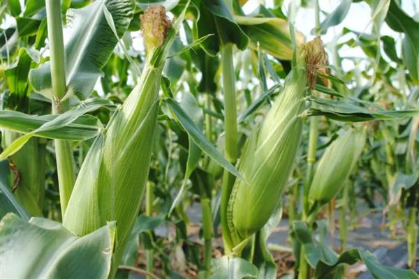 中航611玉米种的简介，夏播生育期为103天左右