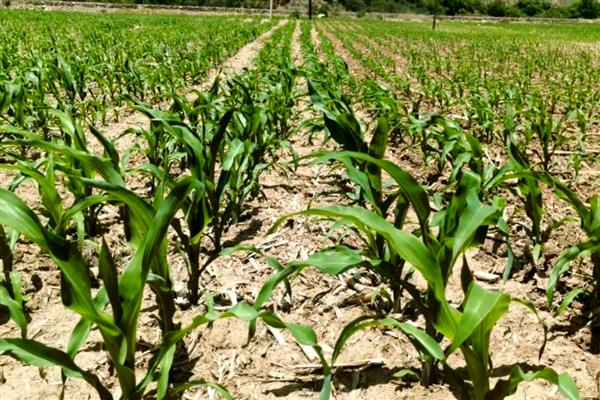 中航611玉米种的简介，夏播生育期为103天左右