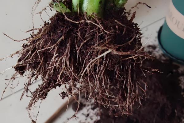 9月初长寿花能换盆吗，可以进行换盆