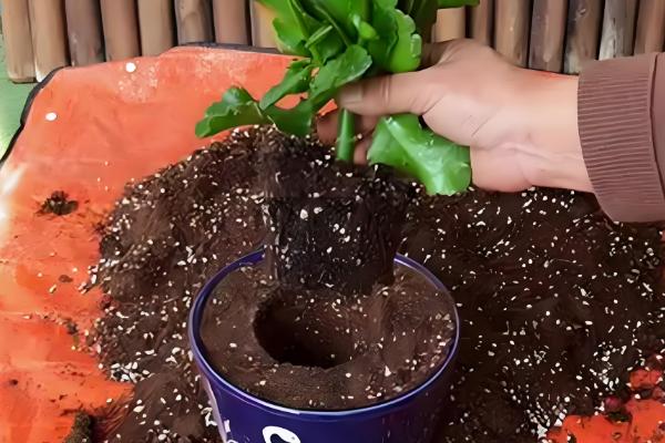 9月初长寿花能换盆吗，可以进行换盆