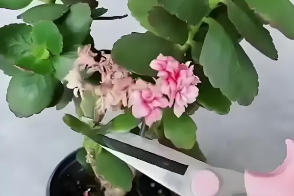 9月初长寿花能换盆吗，可以进行换盆