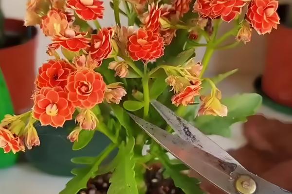 9月初长寿花能换盆吗，可以进行换盆