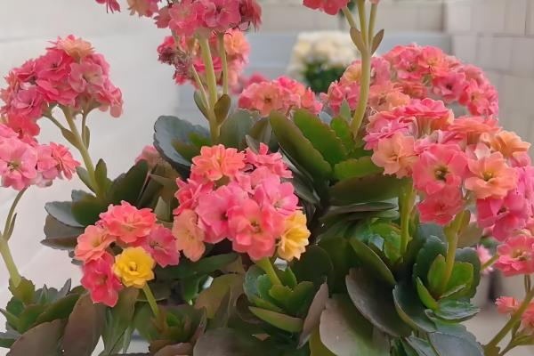 9月初长寿花能换盆吗，可以进行换盆