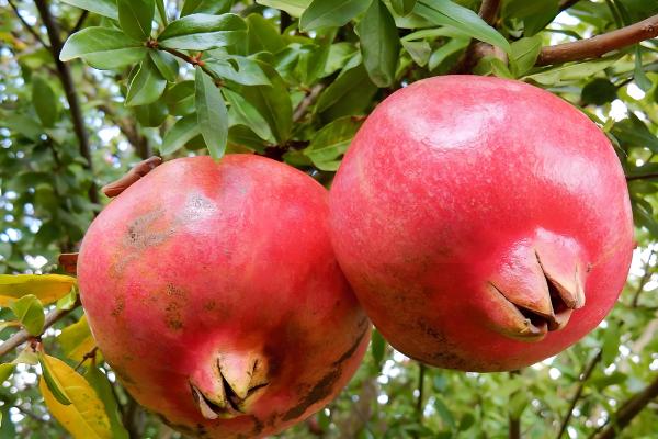 有什么出名的石榴产地,会理是中国石榴之乡