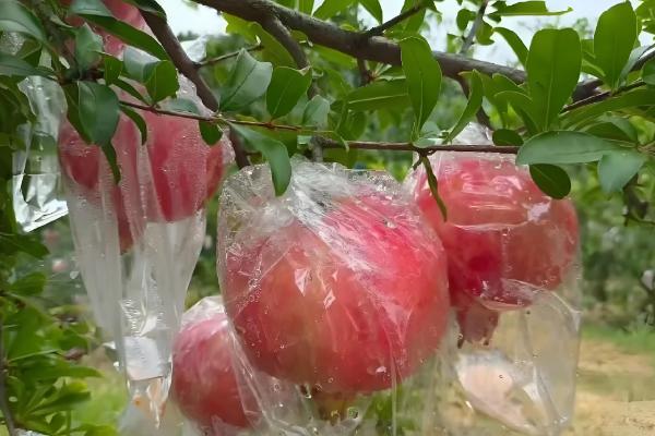 有什么出名的石榴产地,会理是中国石榴之乡