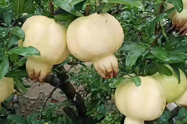 有什么出名的石榴产地,会理是中国石榴之乡