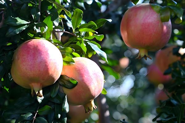 有什么出名的石榴产地,会理是中国石榴之乡