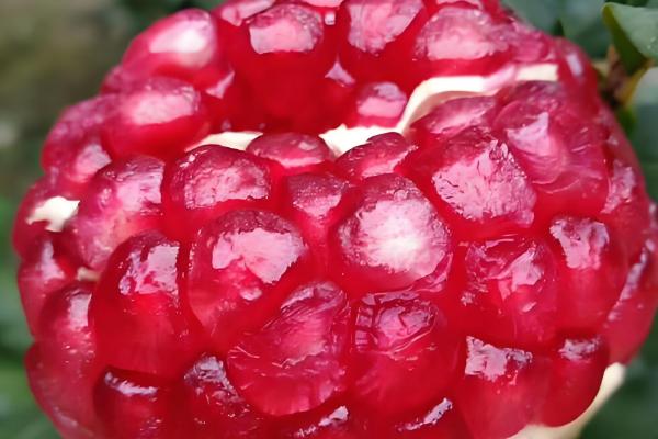 有什么出名的石榴产地,会理是中国石榴之乡