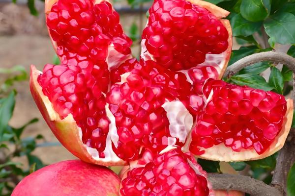 有什么出名的石榴产地,会理是中国石榴之乡