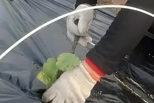 冷棚二层膜何时覆盖，温度达不到作物的需求时才会使用