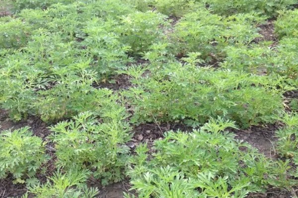 益母草的田间管理方法,每次中耕除草前浇水一次