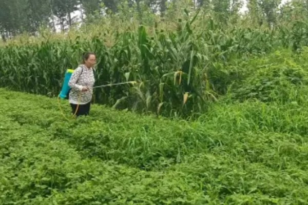 益母草的田间管理方法,每次中耕除草前浇水一次