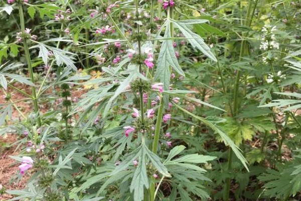 益母草的田间管理方法,每次中耕除草前浇水一次