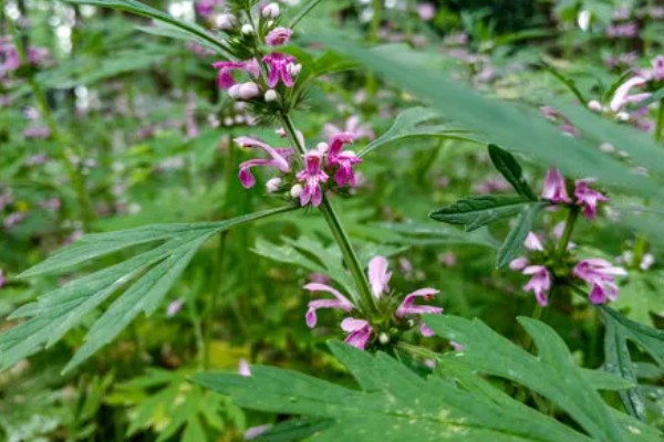 益母草的田间管理方法,每次中耕除草前浇水一次
