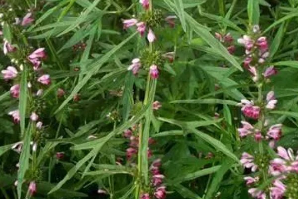 益母草的田间管理方法,每次中耕除草前浇水一次