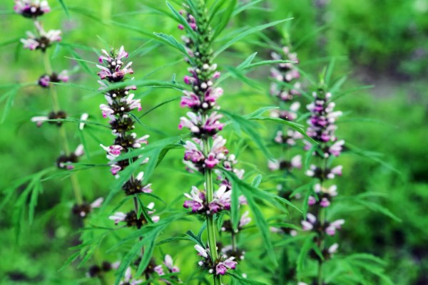 益母草的田间管理方法,每次中耕除草前浇水一次