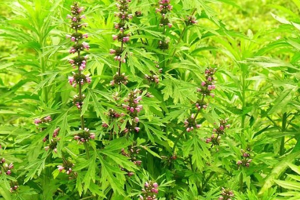 益母草的田间管理方法,每次中耕除草前浇水一次