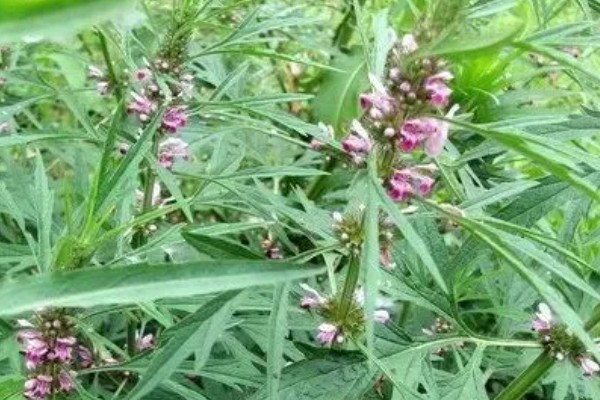 益母草的田间管理方法,每次中耕除草前浇水一次