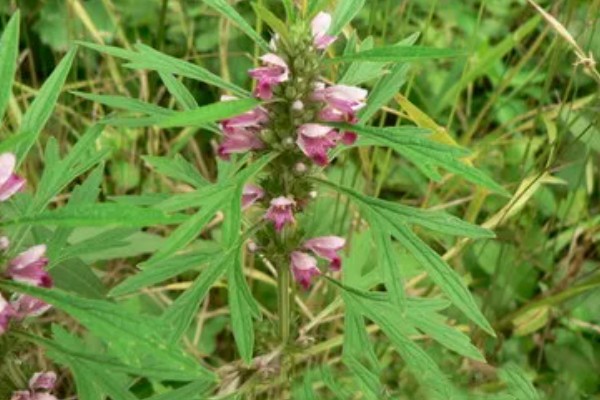 益母草的田间管理方法,每次中耕除草前浇水一次