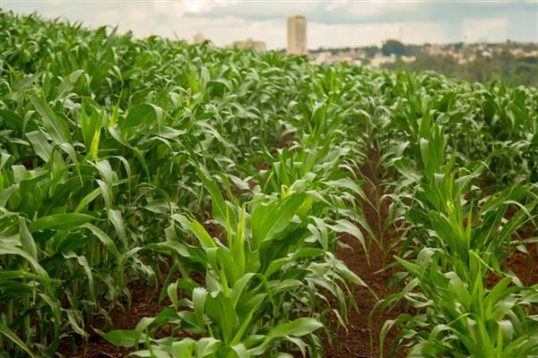 为什么玉米要剪头,不剪会导致根茎瘦弱