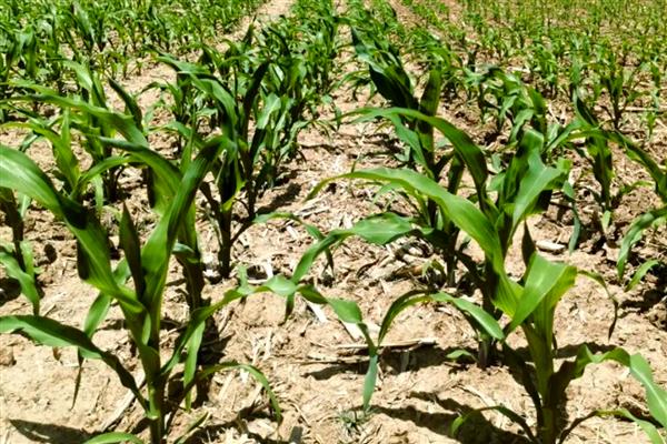 为什么玉米要剪头,不剪会导致根茎瘦弱