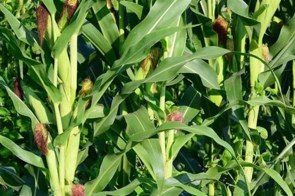 为什么玉米要剪头,不剪会导致根茎瘦弱