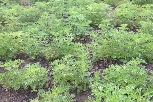 益母草的田间管理方法,每次中耕除草前浇水一次